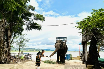 Phát triển thương hiệu Buôn Ma Thuột trở thành "Thành phố cà phê của thế giới"