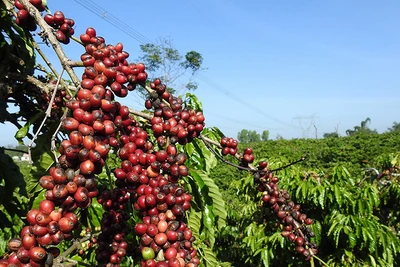 Giá cà-phê Arabica tăng mạnh hơn 6% trong tuần qua