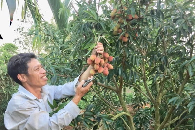 Vải lai chín sớm, vải trứng đem vô trồng ở Đắk Lắk, ai ngờ cây nào cũng sai quả muốn gãy cành, bán đắt tiền