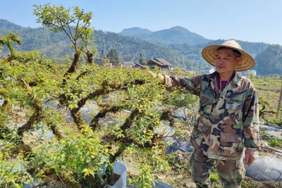 Trồng cây cảnh lạ ở Sa Pa, ông nông dân Lào Cai nói đây là hoa đẹp nhất trong "thập đại danh hoa"