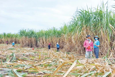 Thành Thành Công Gia Lai: Hồi sinh cây mía trên vùng đất Đông Nam tỉnh