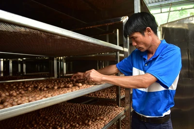 Kỳ công trồng cây ra trái ví như "nữ hoàng quả khô", bán sang Tây, doanh nghiệp, nông dân Lâm Đồng đều có lời