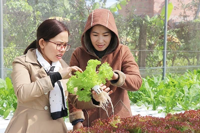 An Khê cần duy trì phát triển mô hình kinh tế tập thể