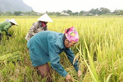 Mẹ tôi gạt cỏ bước lên