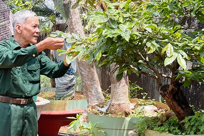 Nguyễn Văn Hải: Cựu chiến binh năng động, sáng tạo