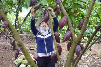 Đắk Lắk đang trồng loại cây có hạt làm sô cô la nhiều nhất Tây Nguyên, bán sang Nhật Bản rất đắt hàng