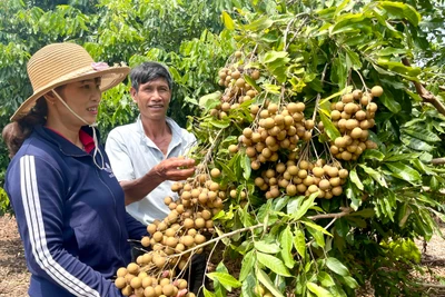 Ấm no trên quê hương mới