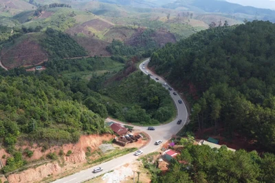 Đến vùng rừng núi này của Tây Nguyên, nghe đồng bào nói "chuột nó ăn sâm, mình ăn chuột như là ăn sâm"