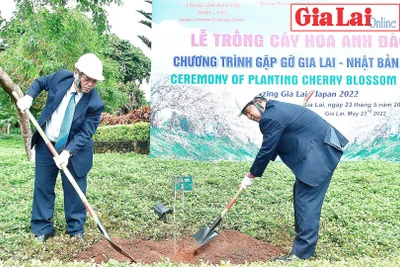 Hoa anh đào Nhật Bản bén đất Gia Lai