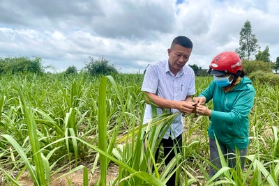 Kbang tập trung phòng trừ sâu bệnh trên cây trồng