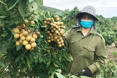 Làm giàu từ trồng nhãn trái vụ