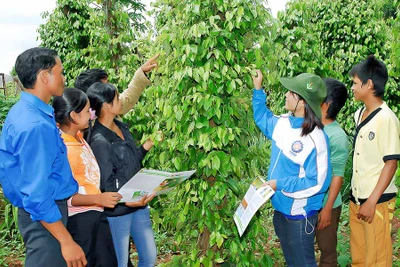 Thanh niên Gia Lai liên kết phát triển kinh tế