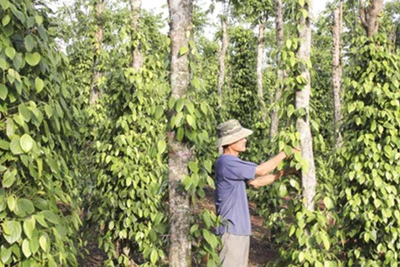 Chuyện nhà nông: "Chữa bệnh" hồ tiêu bằng quản lý dịch hại tổng hợp