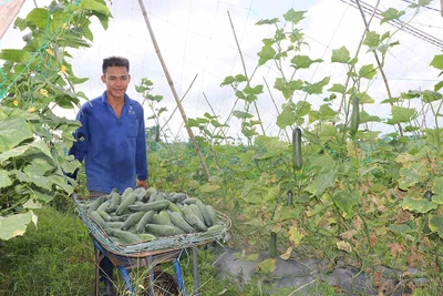 Kông Chro: Hướng nông dân đến sản xuất rau an toàn