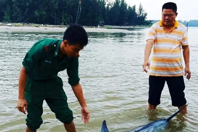 'Hộ tống' chú cá heo lụy bờ ra biển Hội An