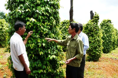 Mật ong, cá lăng đuôi đỏ Sêrêpốk... sẽ được Đăk Lăk ưu tiên đầu tư