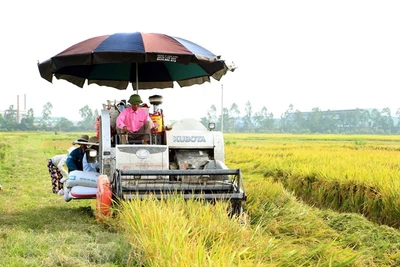 Xây dựng thương hiệu gạo Việt Nam: Nâng vị thế, tăng giá trị