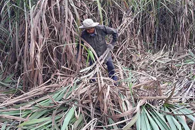 "Vị đắng" ngành mía đường