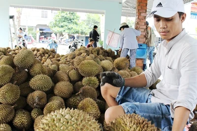 Thương lái Trung Quốc lùng mua, giá sầu riêng lên đỉnh 85.000 đ/kg