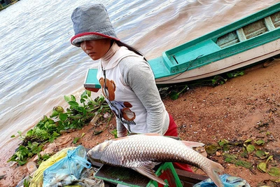 Nếu nay mai Biển Hồ hết cá...