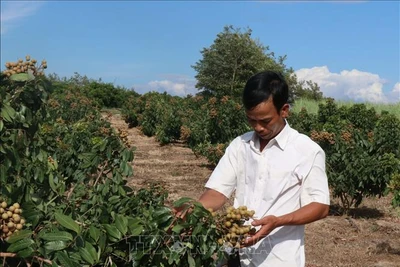 Nông nghiệp Tây Nguyên thích ứng với biến đổi khí hậu - Bài 3: Chuyển đổi cơ cấu cây trồng