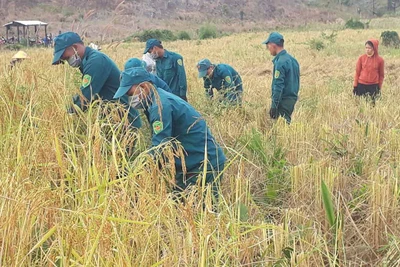 Dân quân và đồn Biên phòng Ia Nan giúp dân làng Nú thu hoạch lúa mùa