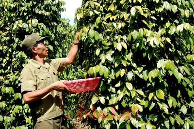 Điểm sáng trong phong trào "Cựu chiến binh gương mẫu"