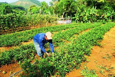 Vùng đất dân lên rừng Trường Sơn đem thứ rau lạ về vườn trồng, kiếm đều 5-7 triệu mỗi tháng