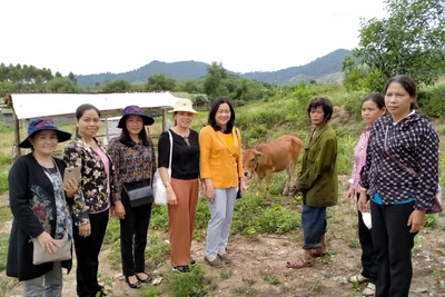 Tặng bò giống cho hộ nghèo huyện Kbang