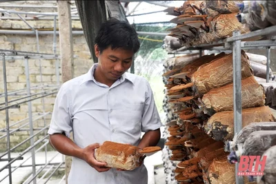 Từng lỗ "sấp mặt", kỹ sư công nghiệp bỏ túi mỗi năm hàng tỷ đồng nhờ trồng nấm