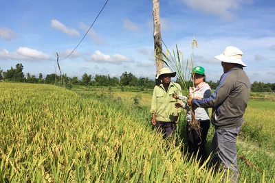 Giống lúa An Sinh chinh phục nông dân Đak Pơ