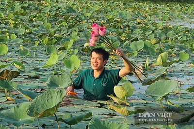 Nghệ An: Cấy lúa mãi chẳng ăn thua, trai 9X "máu liều" trồng sen Tây Hồ trái mùa, giờ ngồi đếm hoa thu tiền