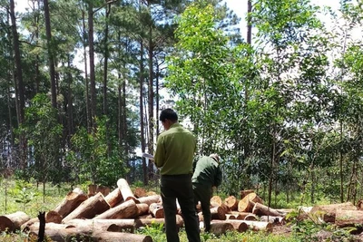 Rừng Cộng đồng ở huyện Bảo Lâm tiếp tục bị triệt hạ, chiếm đất dựng nhà