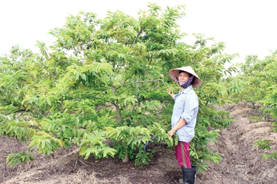 Yang Trung "cán đích" nông thôn mới