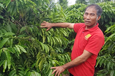 Trồng cà phê khoa học, lão nông thu nhập hàng trăm triệu đồng mỗi năm