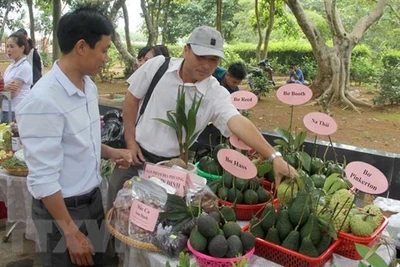 Tỉnh Phú Yên khai trương tuyến du lịch cao nguyên Vân Hòa