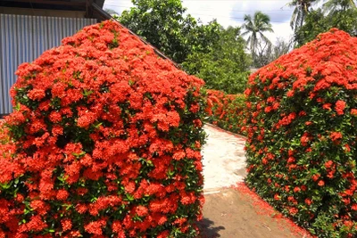 Chiêm ngưỡng ngôi nhà quê với hàng rào độc khiến thị dân chỉ biết ước