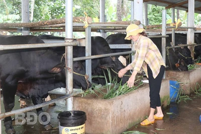 Bình Định: Làm chung 1 nghề nuôi vỗ béo những con bò to lớn, cả làng này ngày càng thịnh vượng