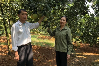 Tỷ phú trên đất cằn