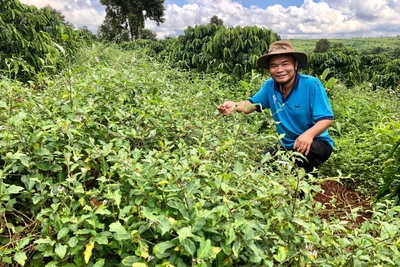 Bảo tồn và phát triển cây dược liệu: Hướng đi đầy triển vọng