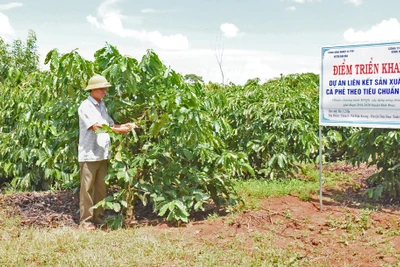 Hợp tác xã Nông nghiệp và Dịch vụ Đak Krong: Hỗ trợ nông dân sản xuất cà phê sạch