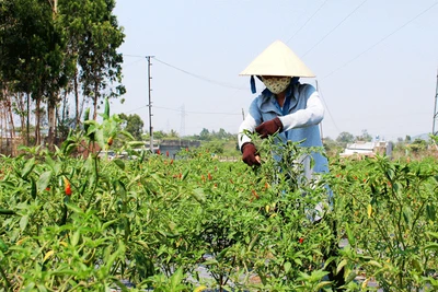 Khu vực phía Đông tỉnh: Ớt được giá, nông dân phấn khởi