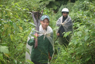 Săn lùng 'kẻ trộm báu vật' của đại ngàn