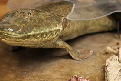 Loài cá cổ đại Tiktaalik roseae đã đi bộ trên mặt đất như thế nào?