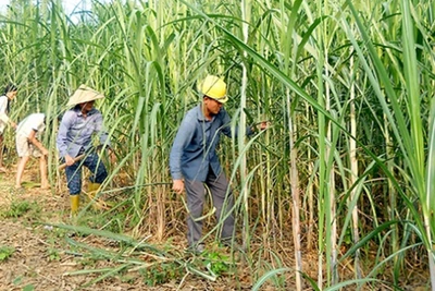 15 năm chuẩn bị hội nhập, ngành mía đường vẫn "điêu đứng" vì giá và vấn nạn nhập lậu