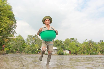 Ông mù mần ruộng