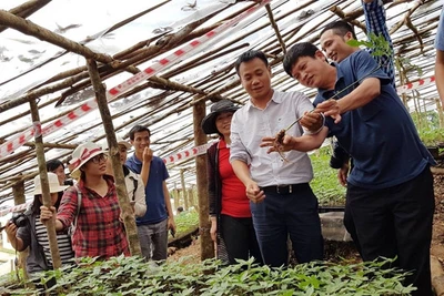 Giữ gìn 'quốc bảo' sâm Ngọc Linh