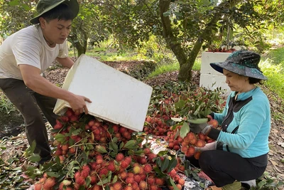 Cửa khẩu tạm đóng cửa, chôm chôm rớt giá ngay sau tết