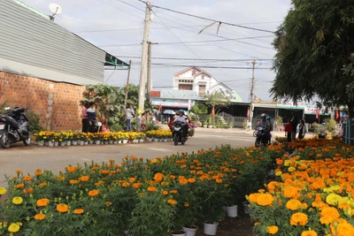 Vạn thọ hút khách ngày Mùng 1 Tết