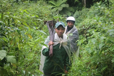 Luồn sương mù săn chuột đại bổ chuyên ăn trộm sâm Ngọc Linh